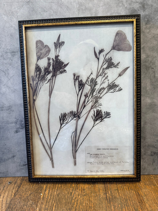 1937 Vintage California Poppy Herbarium Framed Print – Emery Whilton Botanical Art (12" x 16.5")