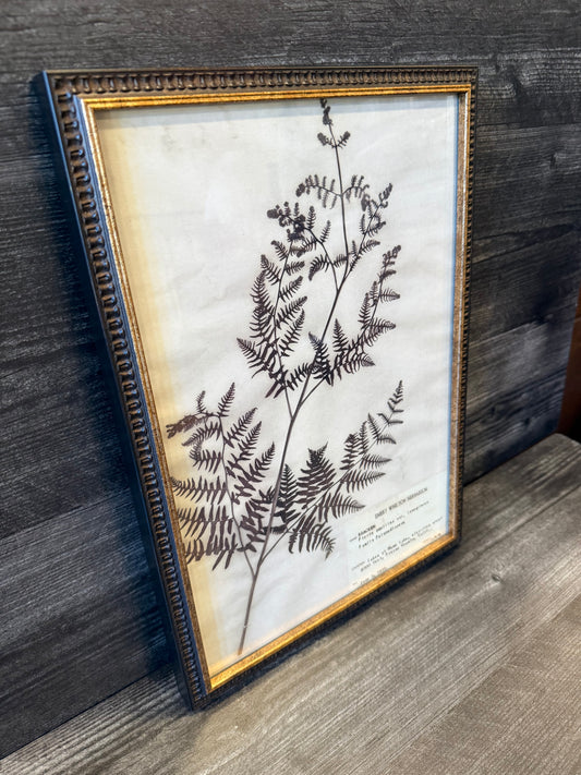 1933 Vintage Bracken Fern Herbarium Framed Print – Emery Whilton Botanical Art (12" x 16.5")