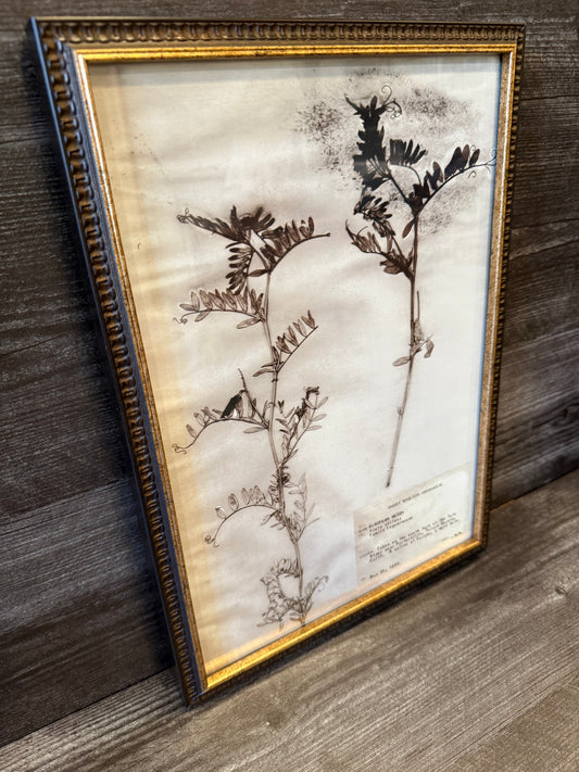 1933 Vintage European Vetch Herbarium Framed Print – Emery Whilton Botanical Art (12" x 16.5")