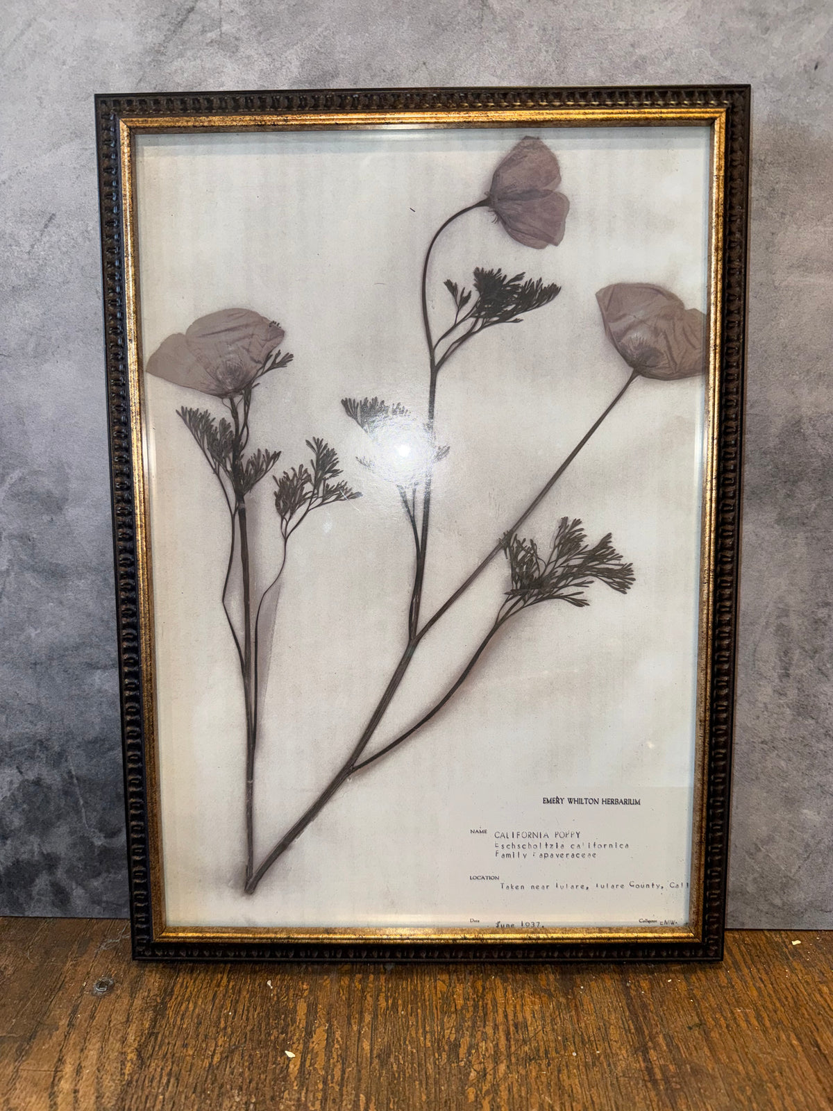 1937 Vintage California Poppy Herbarium Framed Print – Emery Whilton Botanical Art