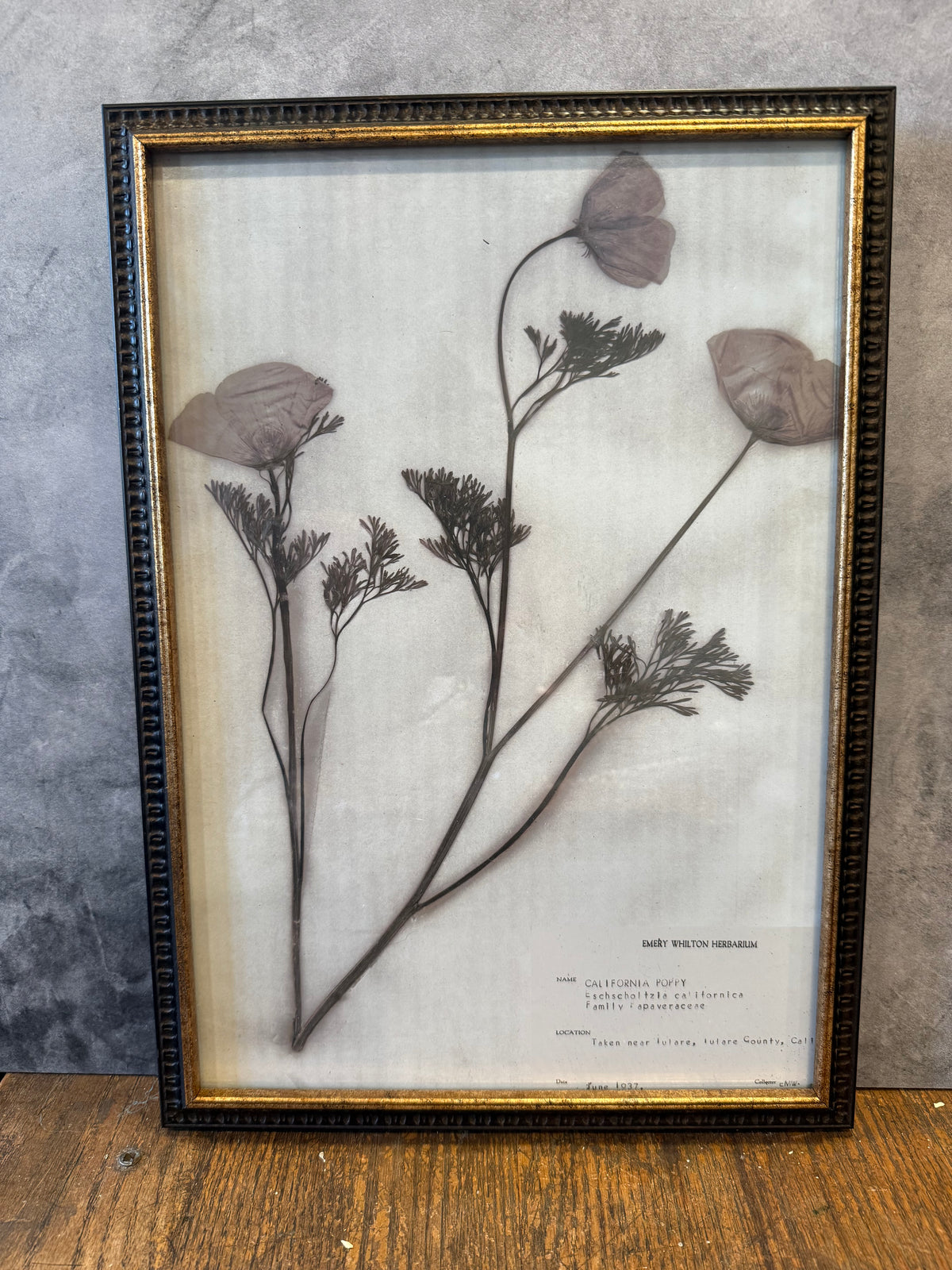 1937 Vintage California Poppy Herbarium Framed Print – Emery Whilton Botanical Art