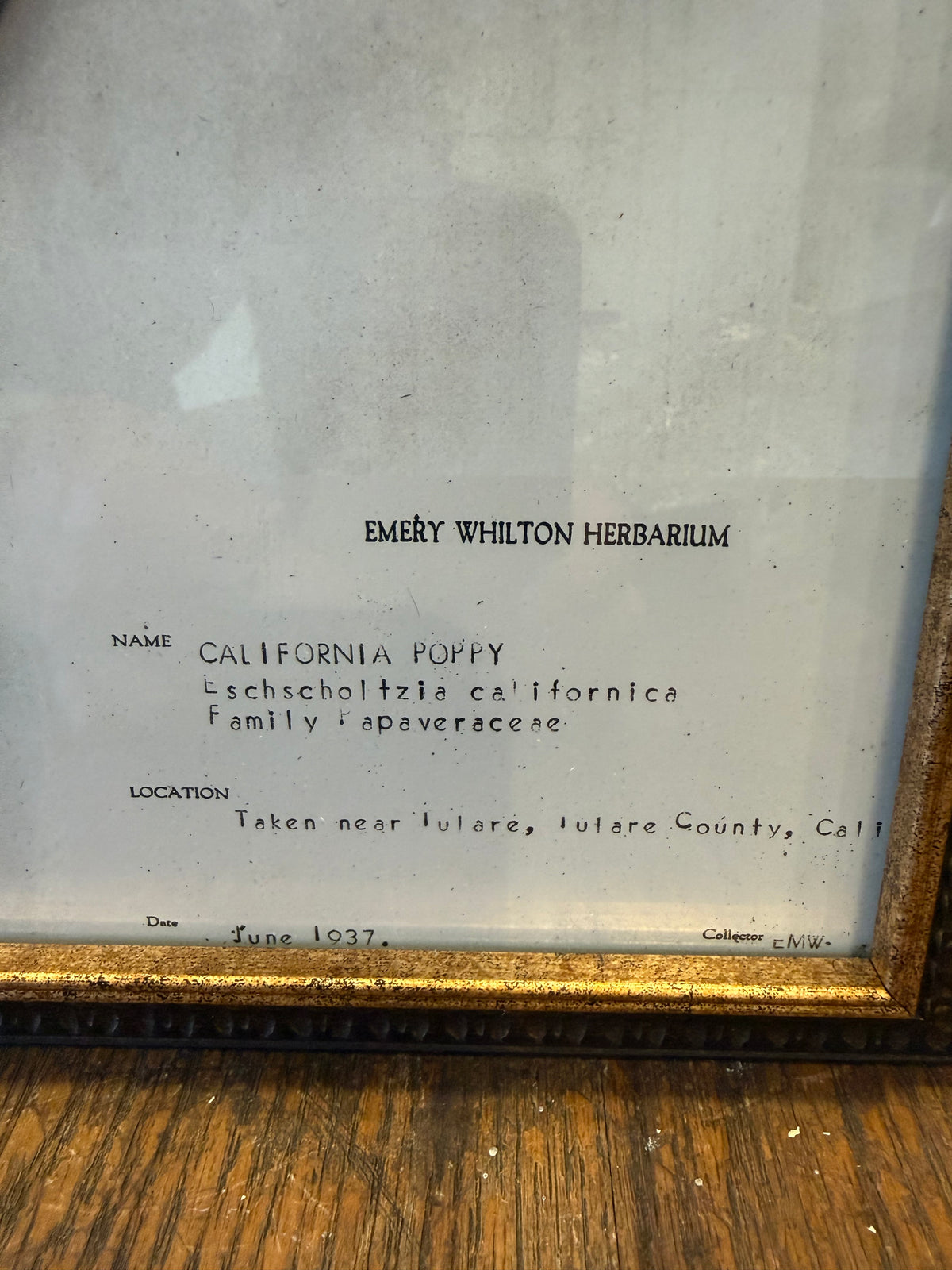 1937 Vintage California Poppy Herbarium Framed Print – Emery Whilton Botanical Art