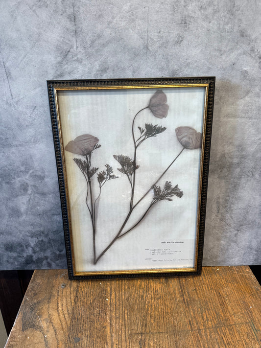1937 Vintage California Poppy Herbarium Framed Print – Emery Whilton Botanical Art