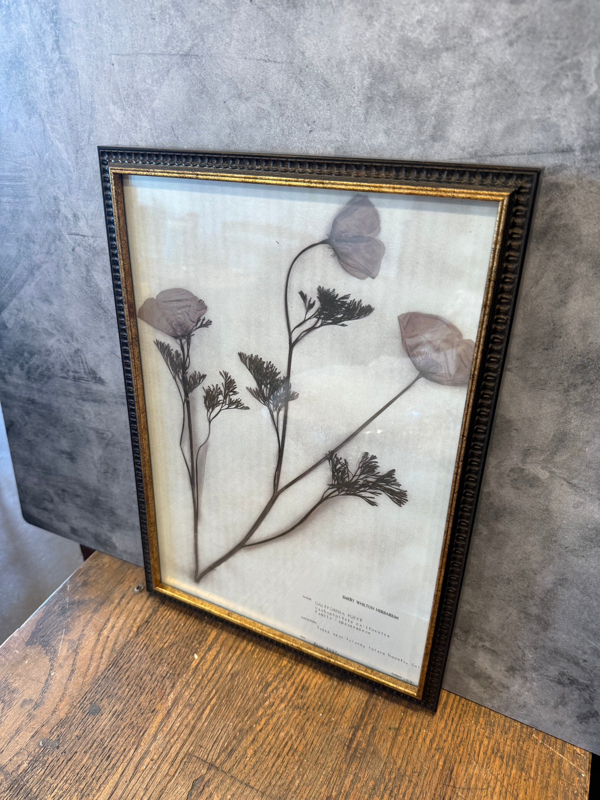 1937 Vintage California Poppy Herbarium Framed Print – Emery Whilton Botanical Art