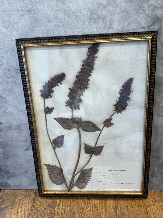 1937 Vintage Purple Corn Ear Herbarium Framed Print – Emery Whilton Botanical Art