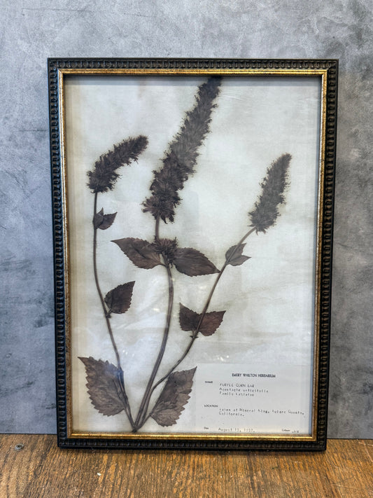 1937 Vintage Purple Corn Ear Herbarium Framed Print – Emery Whilton Botanical Art