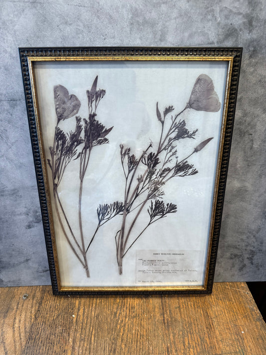 1937 Vintage California Poppy Herbarium Framed Print – Emery Whilton Botanical Art (12" x 16.5")