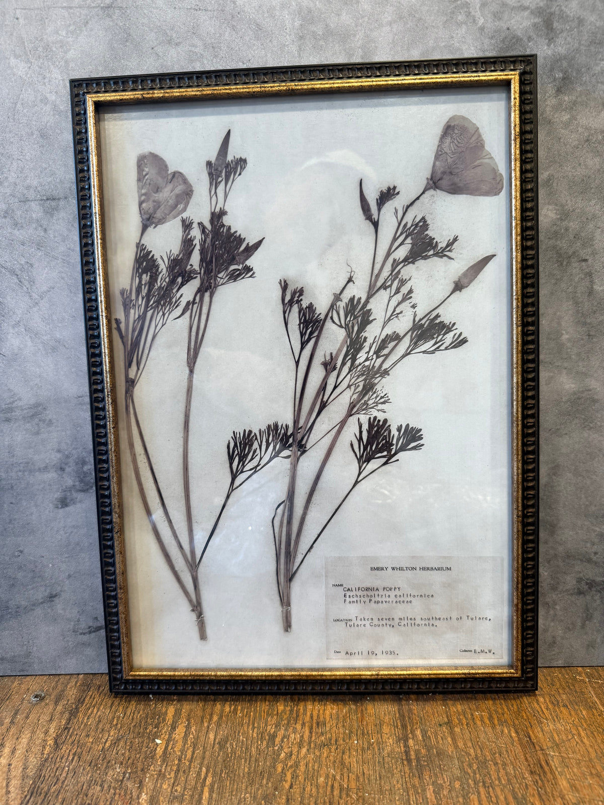 1937 Vintage California Poppy Herbarium Framed Print – Emery Whilton Botanical Art (12" x 16.5")