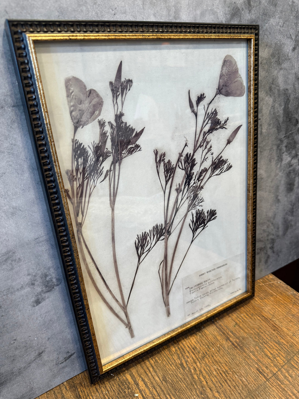 1937 Vintage California Poppy Herbarium Framed Print – Emery Whilton Botanical Art (12" x 16.5")