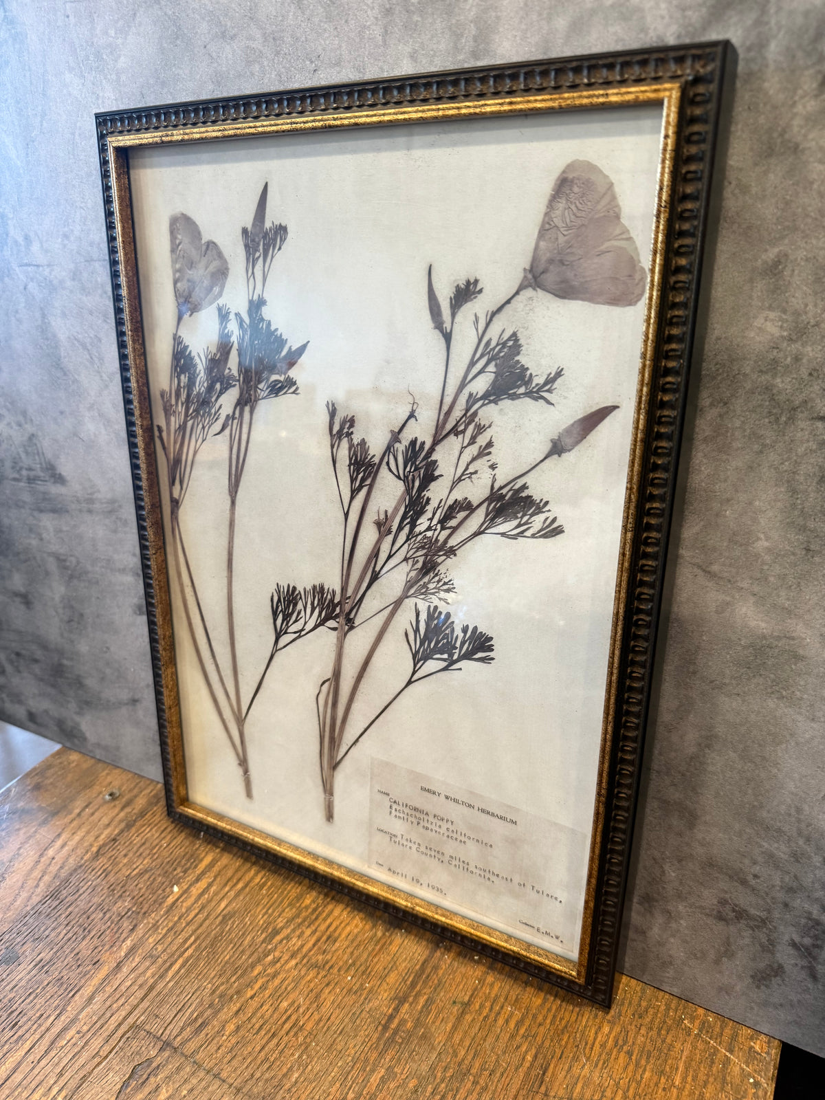 1937 Vintage California Poppy Herbarium Framed Print – Emery Whilton Botanical Art (12" x 16.5")