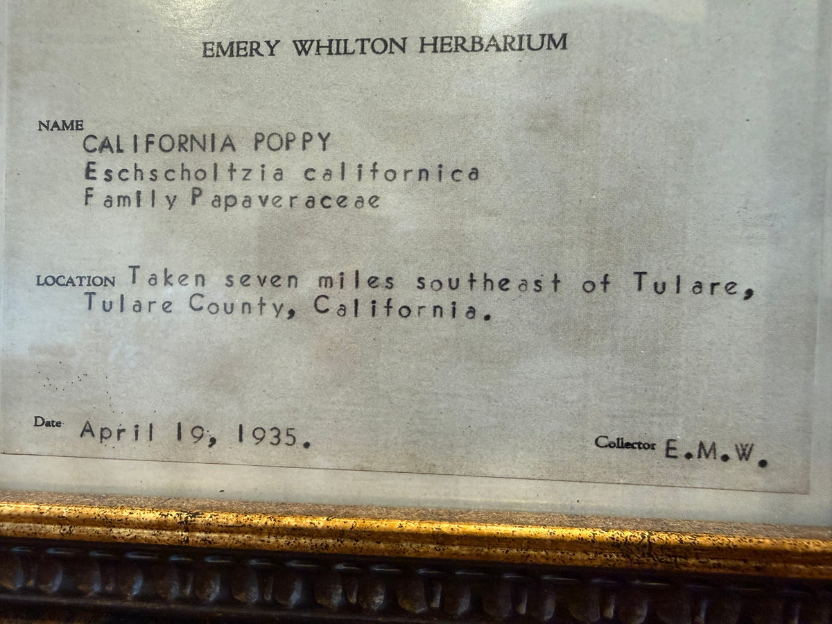 1937 Vintage California Poppy Herbarium Framed Print – Emery Whilton Botanical Art (12" x 16.5")
