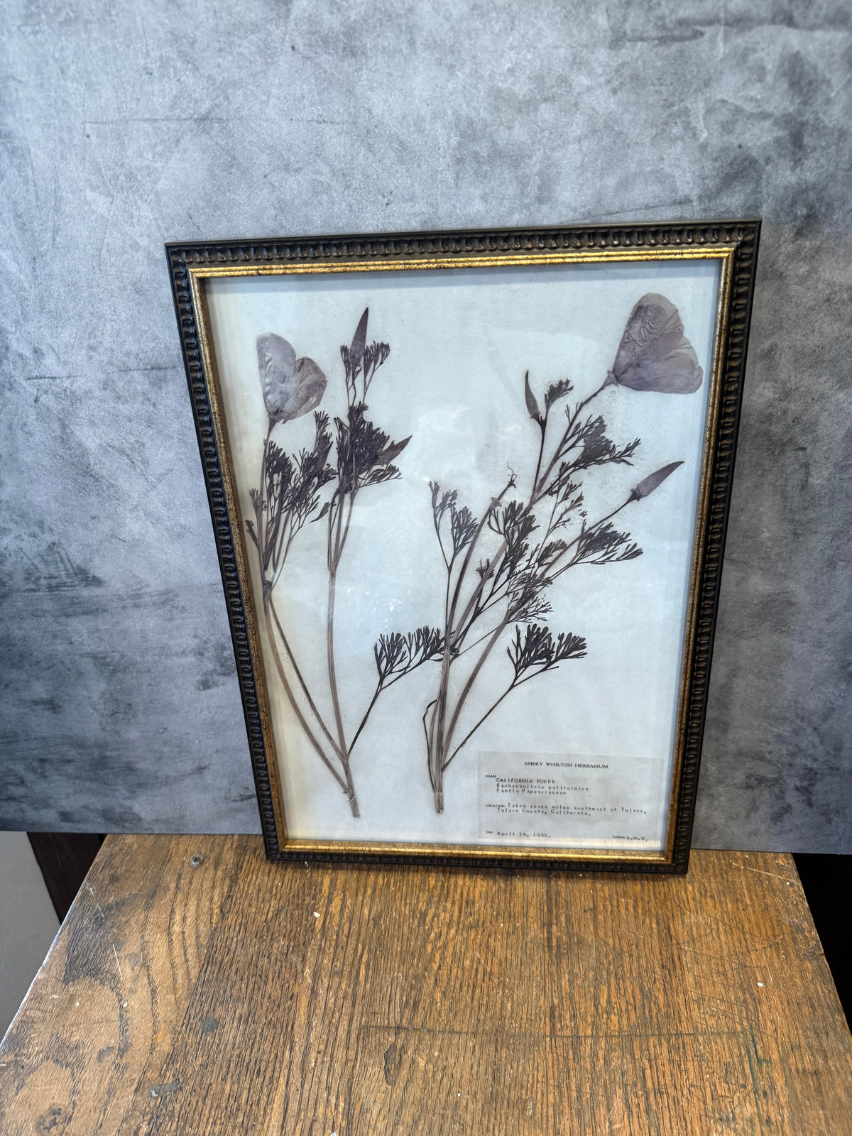 1937 Vintage California Poppy Herbarium Framed Print – Emery Whilton Botanical Art (12" x 16.5")