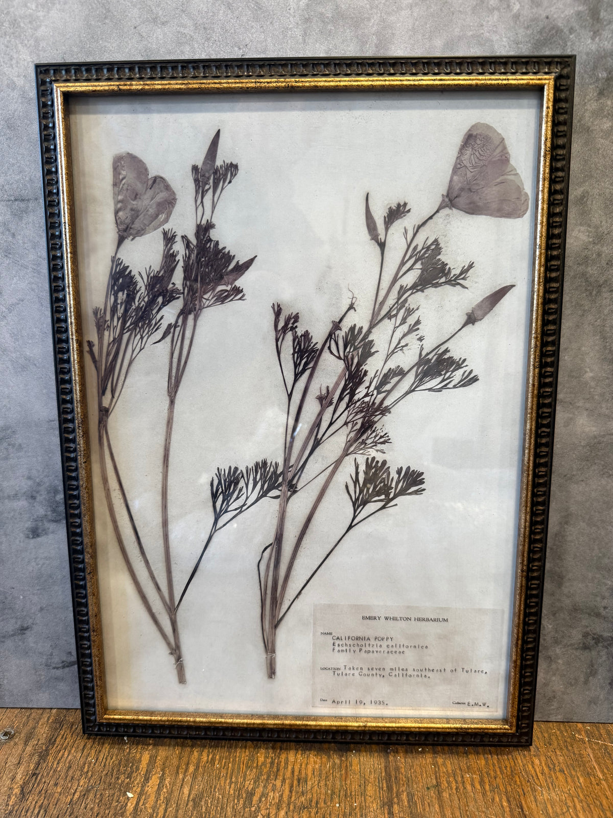 1937 Vintage California Poppy Herbarium Framed Print – Emery Whilton Botanical Art (12" x 16.5")