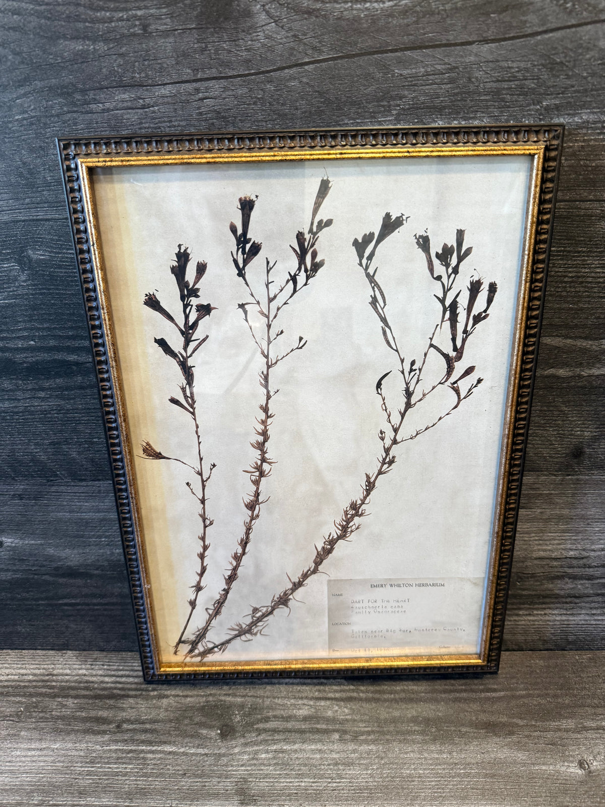 1936 Vintage Dart for the Heart Herbarium Framed Print – Emery Whilton Botanical Art (12" x 16.5")