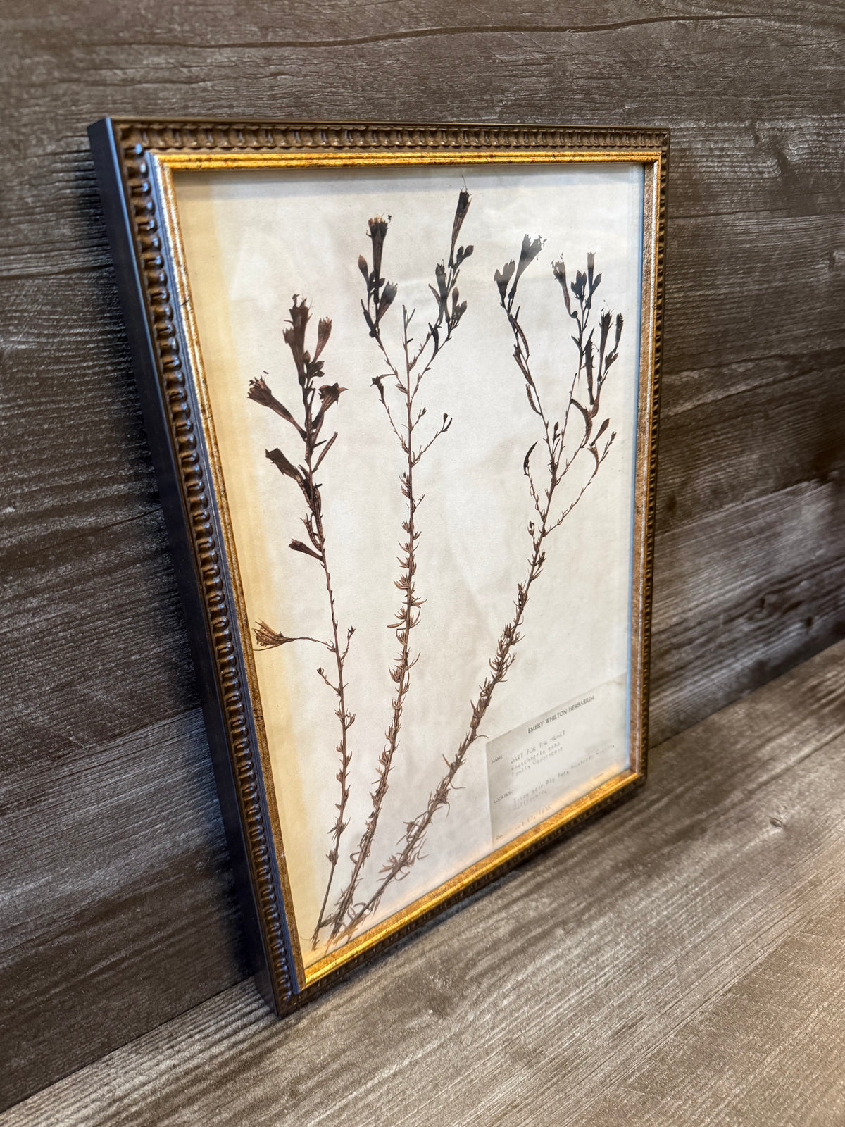 1936 Vintage Dart for the Heart Herbarium Framed Print – Emery Whilton Botanical Art (12" x 16.5")