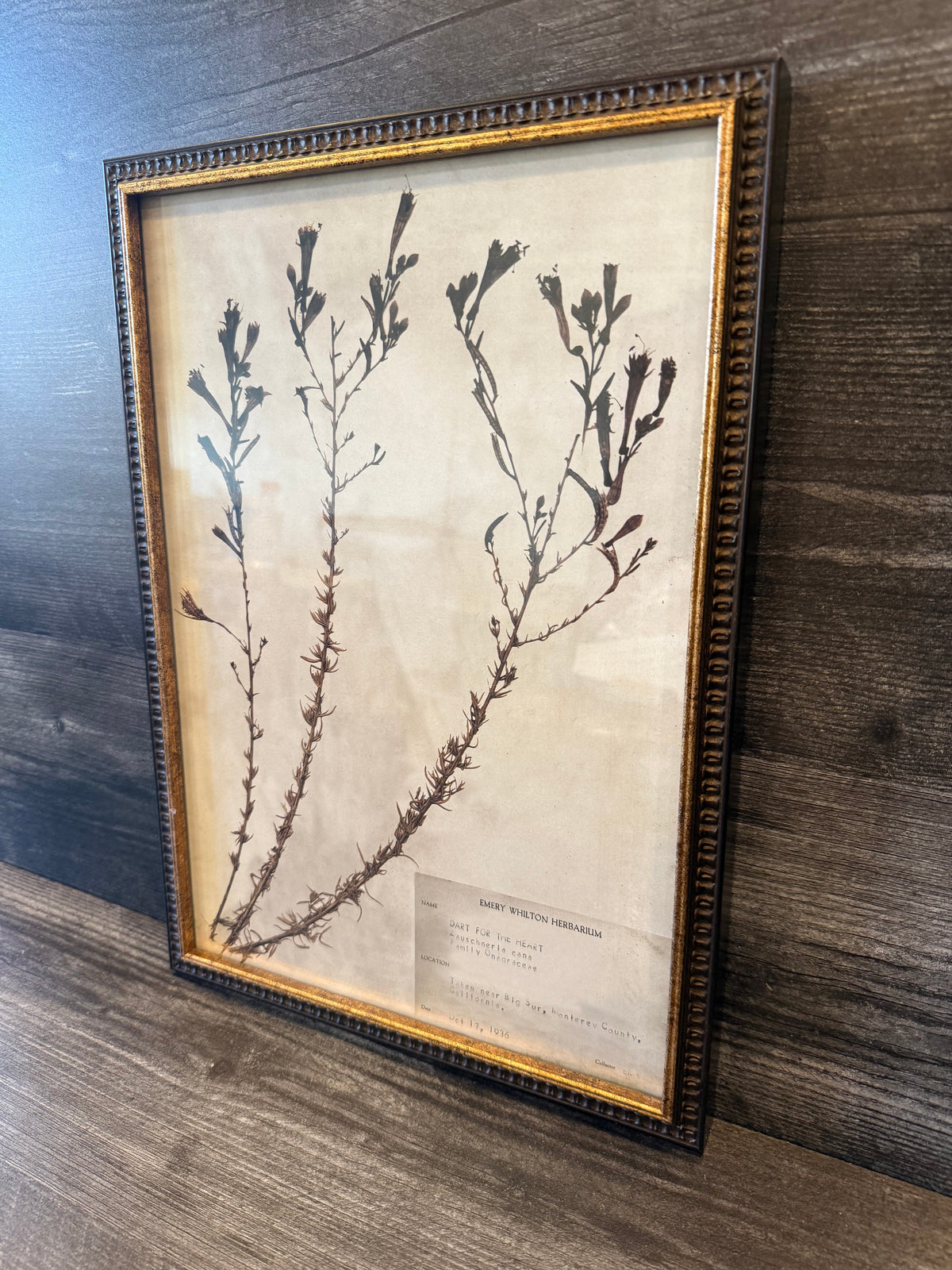 1936 Vintage Dart for the Heart Herbarium Framed Print – Emery Whilton Botanical Art (12" x 16.5")