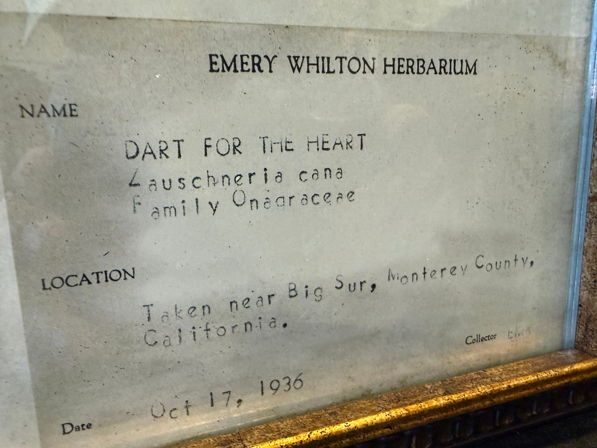 1936 Vintage Dart for the Heart Herbarium Framed Print – Emery Whilton Botanical Art (12" x 16.5")