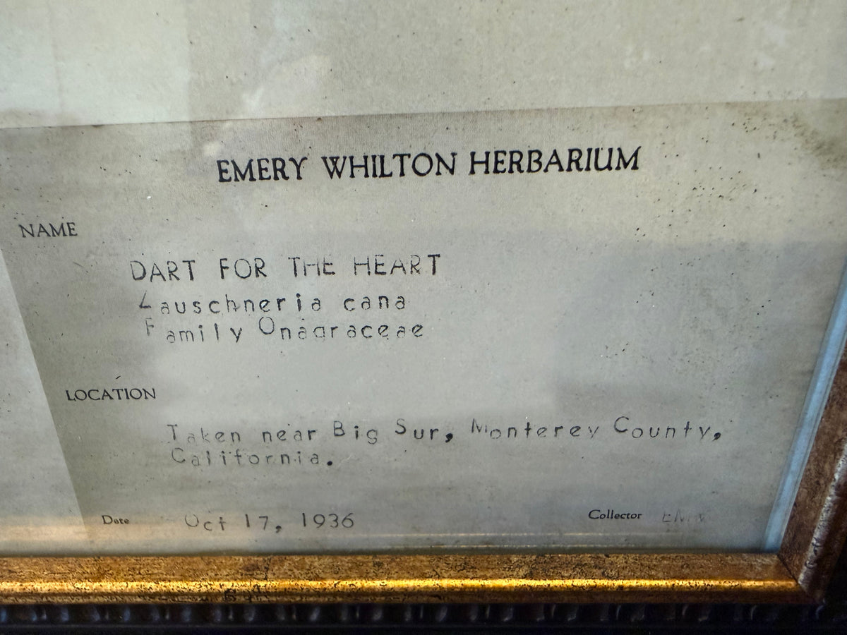 1936 Vintage Dart for the Heart Herbarium Framed Print – Emery Whilton Botanical Art (12" x 16.5")