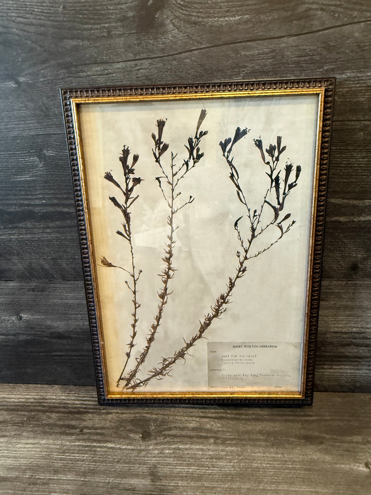 1936 Vintage Dart for the Heart Herbarium Framed Print – Emery Whilton Botanical Art (12" x 16.5")