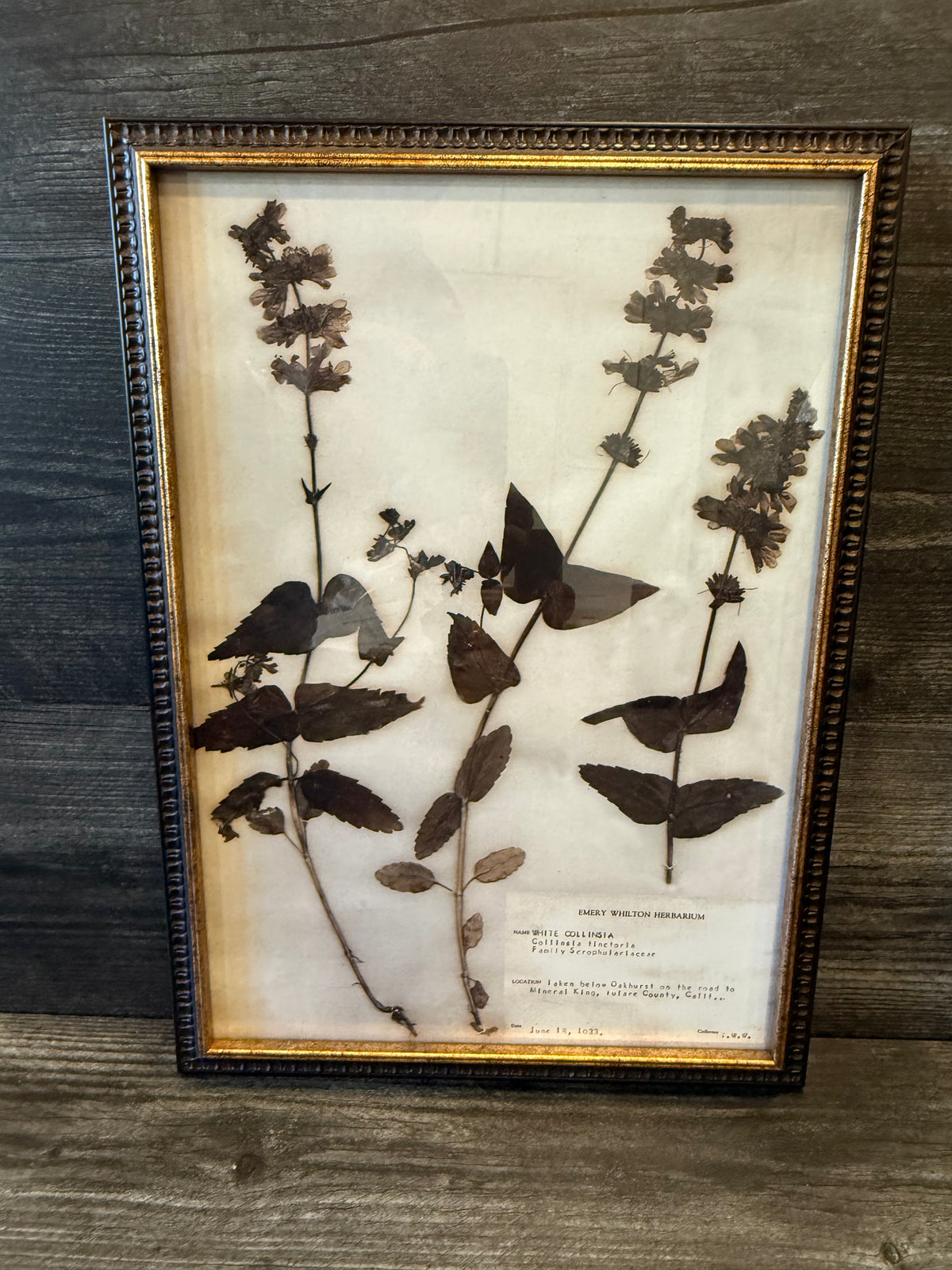 1933 Vintage White Collinsia Herbarium Framed Print – Emery Whilton Botanical Art (12" x 16.5")