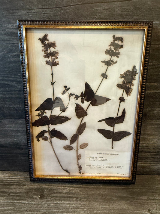 1933 Vintage White Collinsia Herbarium Framed Print – Emery Whilton Botanical Art (12" x 16.5")