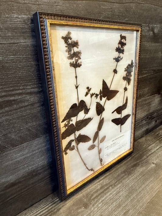 1933 Vintage White Collinsia Herbarium Framed Print – Emery Whilton Botanical Art (12" x 16.5")