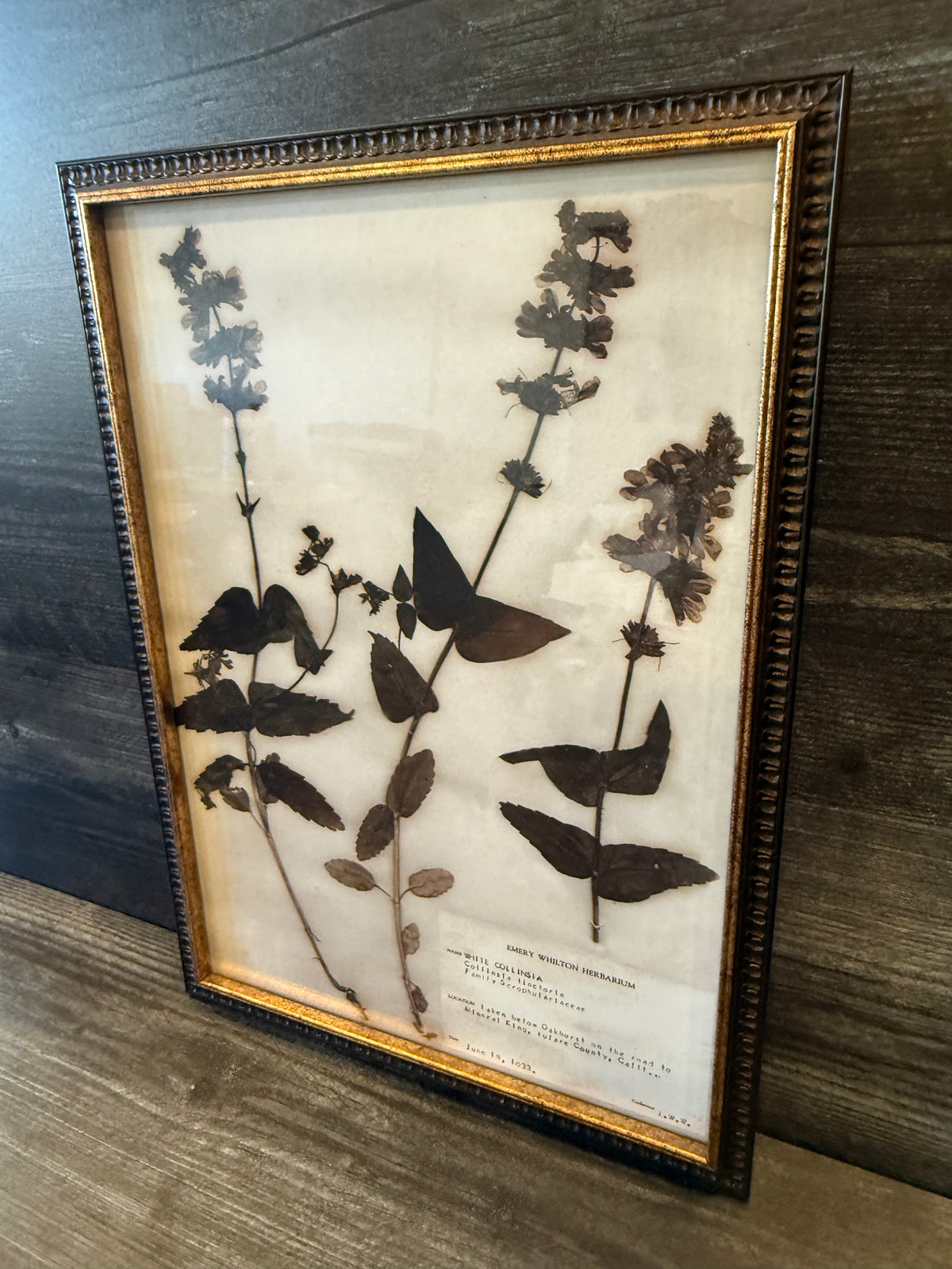 1933 Vintage White Collinsia Herbarium Framed Print – Emery Whilton Botanical Art (12" x 16.5")