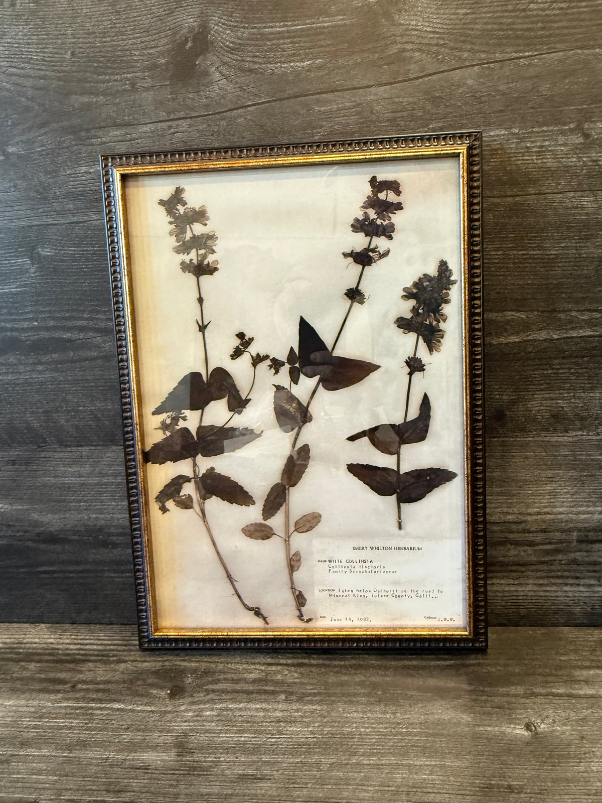 1933 Vintage White Collinsia Herbarium Framed Print – Emery Whilton Botanical Art (12" x 16.5")