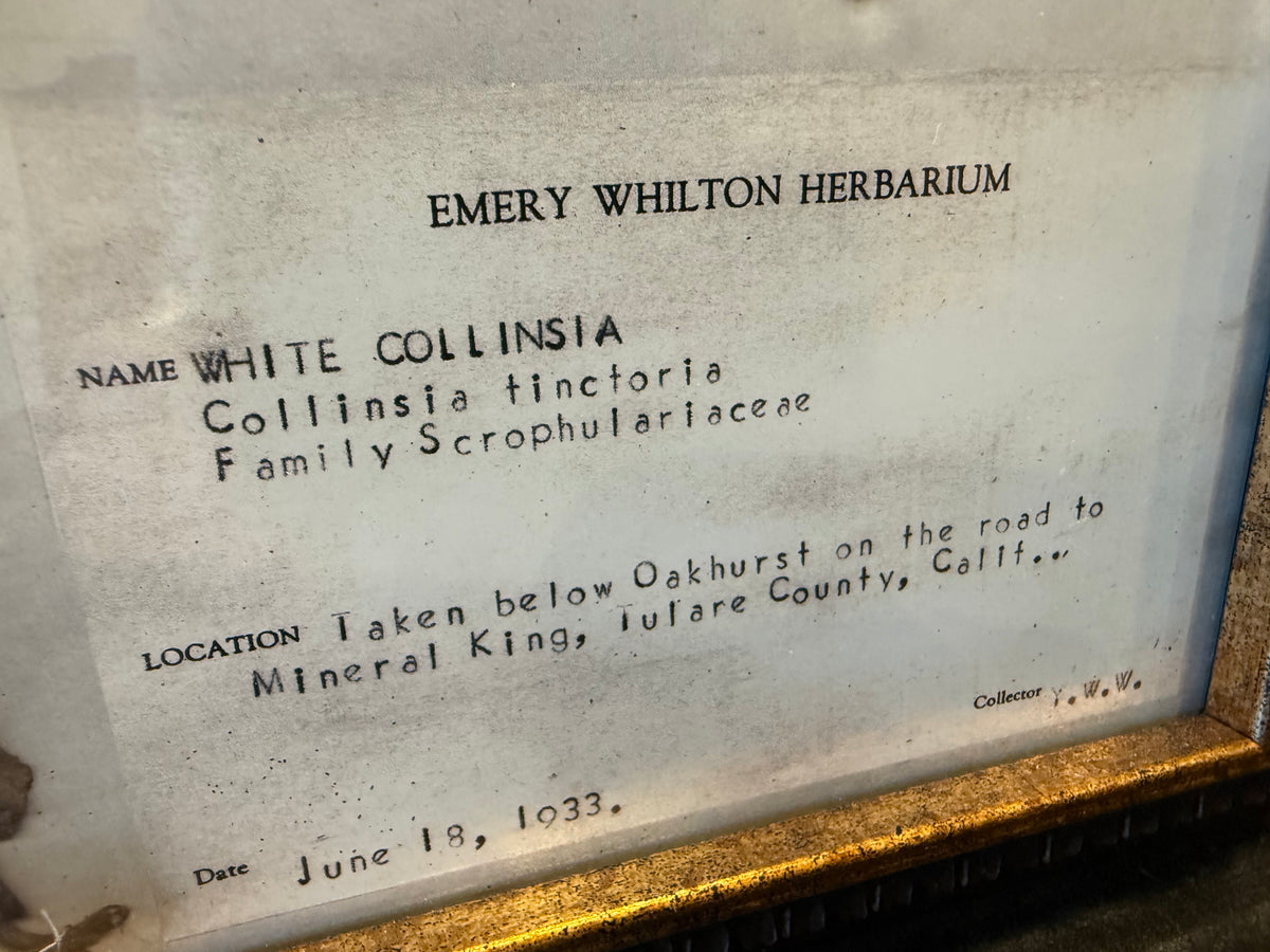 1933 Vintage White Collinsia Herbarium Framed Print – Emery Whilton Botanical Art (12" x 16.5")