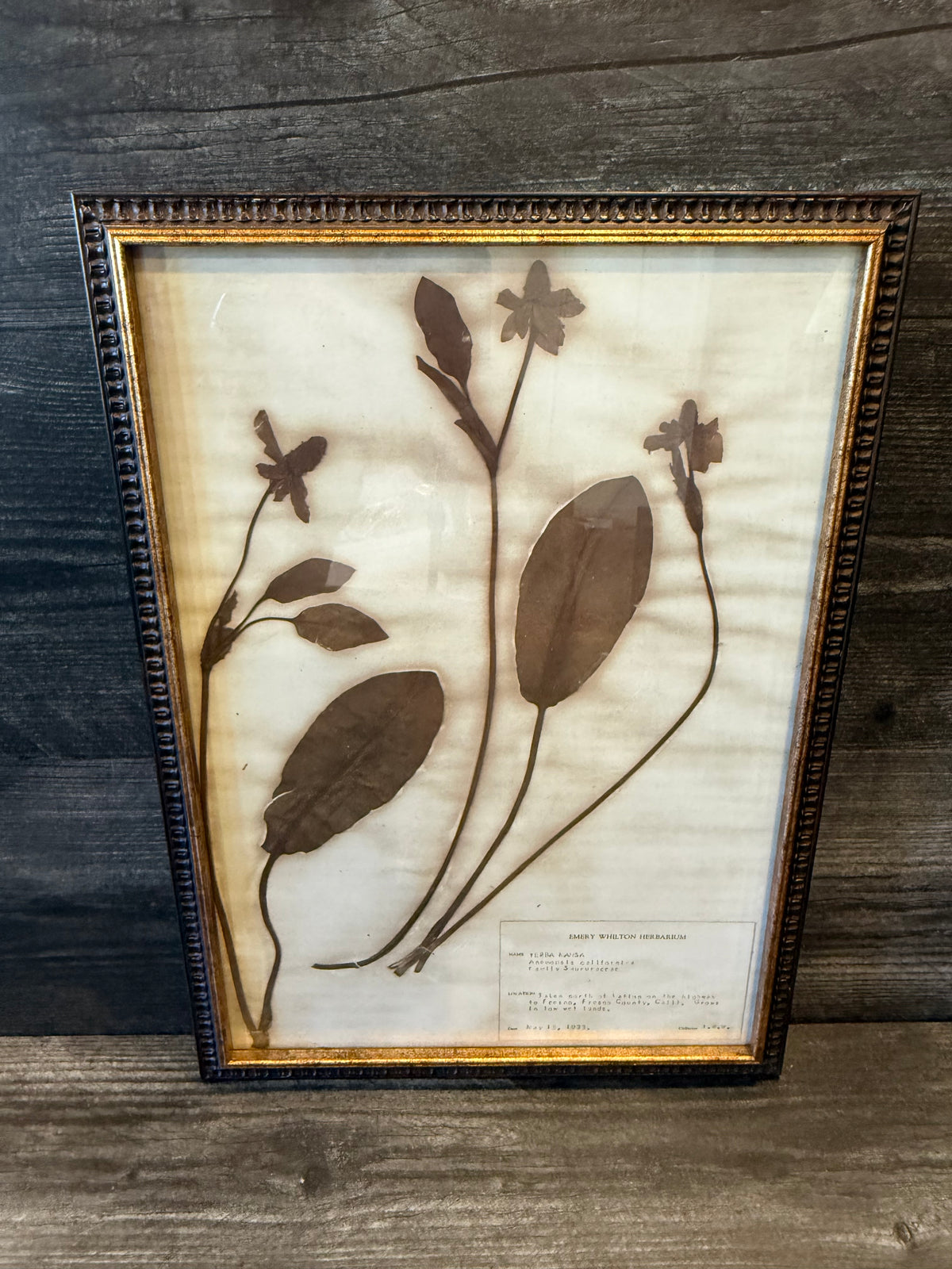 • 1933 Vintage Yerba Mansa Herbarium Framed Print – Emery Whilton Botanical Art (12" x 16.5")
