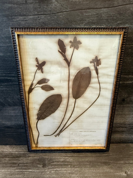 • 1933 Vintage Yerba Mansa Herbarium Framed Print – Emery Whilton Botanical Art (12" x 16.5")