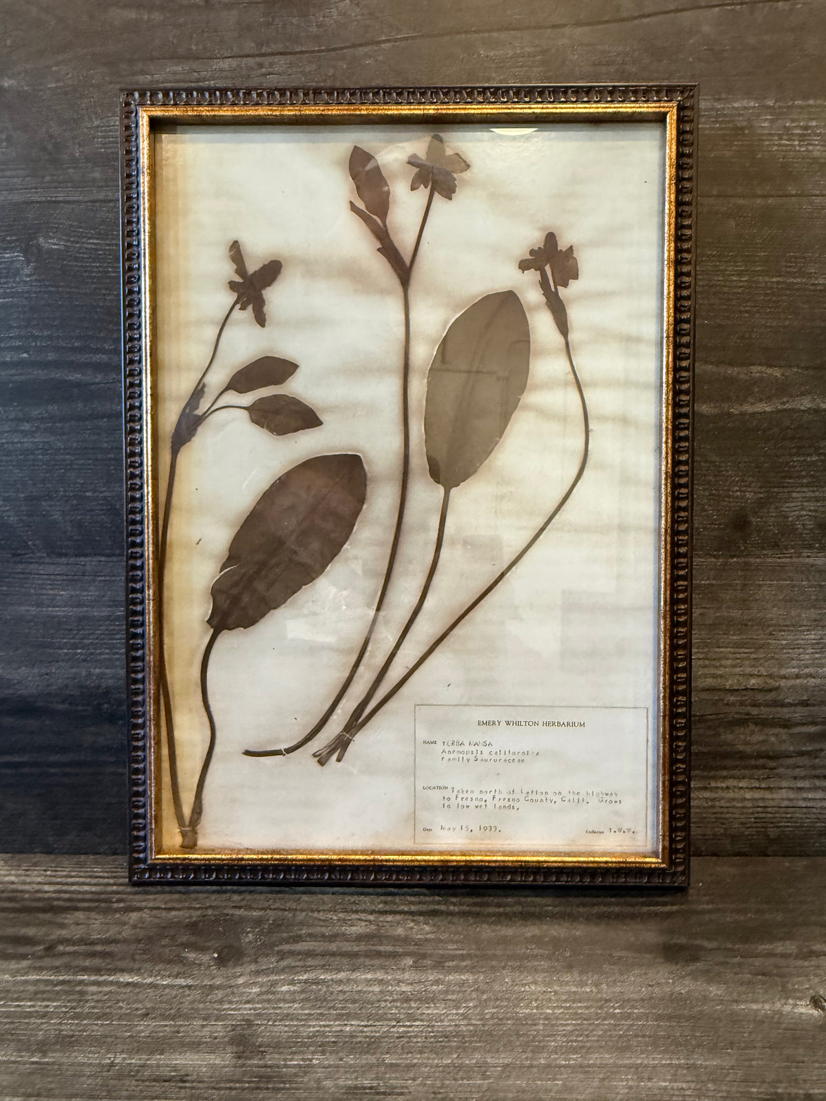 • 1933 Vintage Yerba Mansa Herbarium Framed Print – Emery Whilton Botanical Art (12" x 16.5")