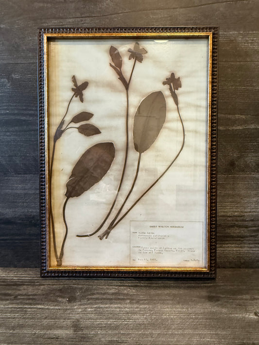 • 1933 Vintage Yerba Mansa Herbarium Framed Print – Emery Whilton Botanical Art (12" x 16.5")