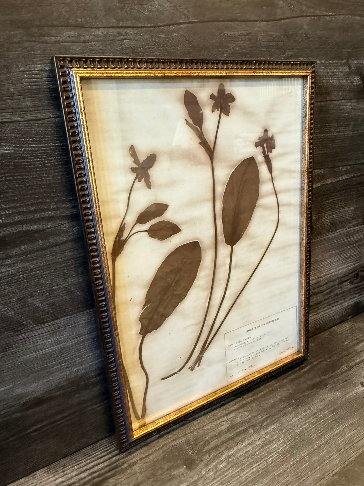 • 1933 Vintage Yerba Mansa Herbarium Framed Print – Emery Whilton Botanical Art (12" x 16.5")