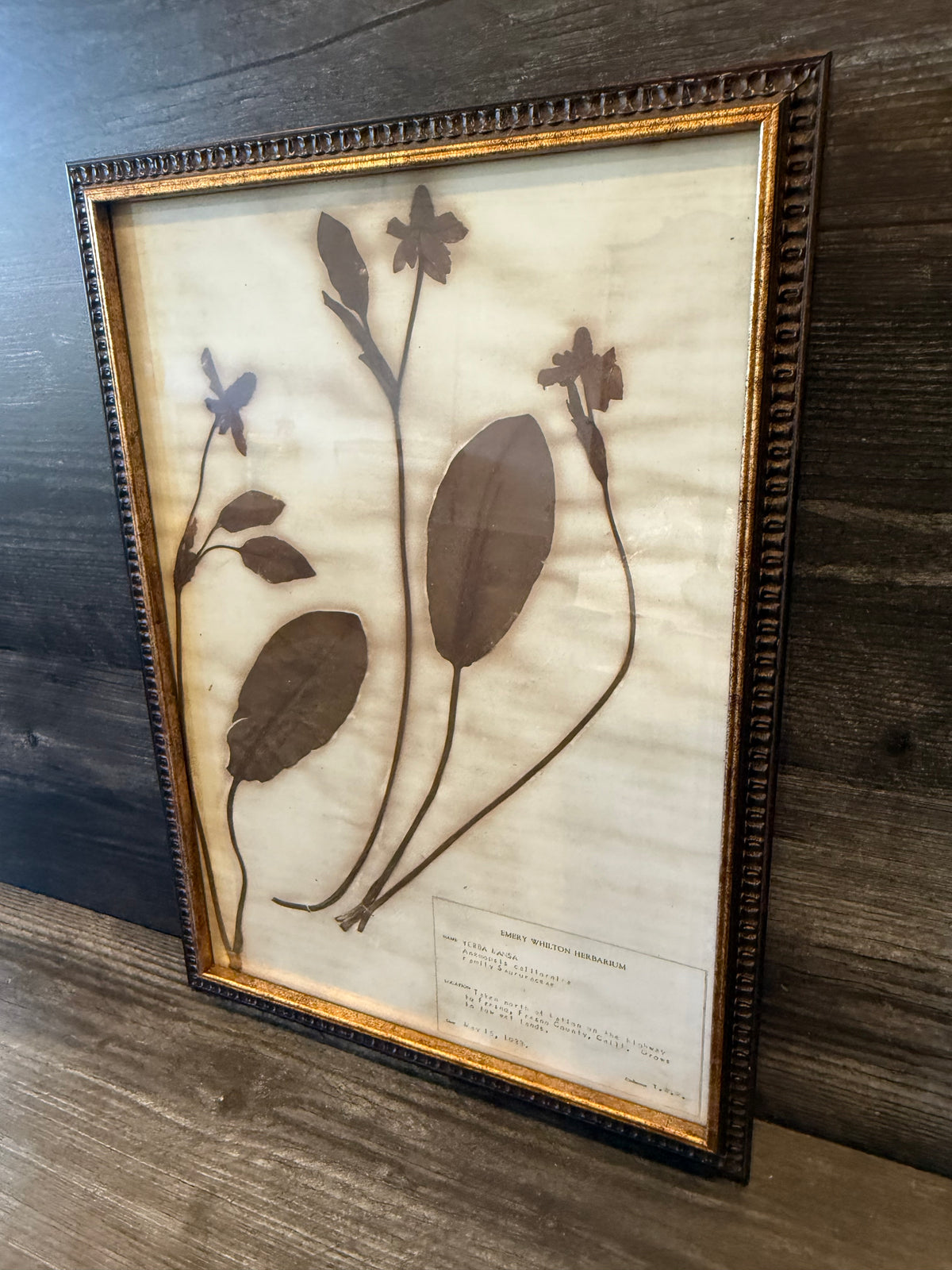 • 1933 Vintage Yerba Mansa Herbarium Framed Print – Emery Whilton Botanical Art (12" x 16.5")