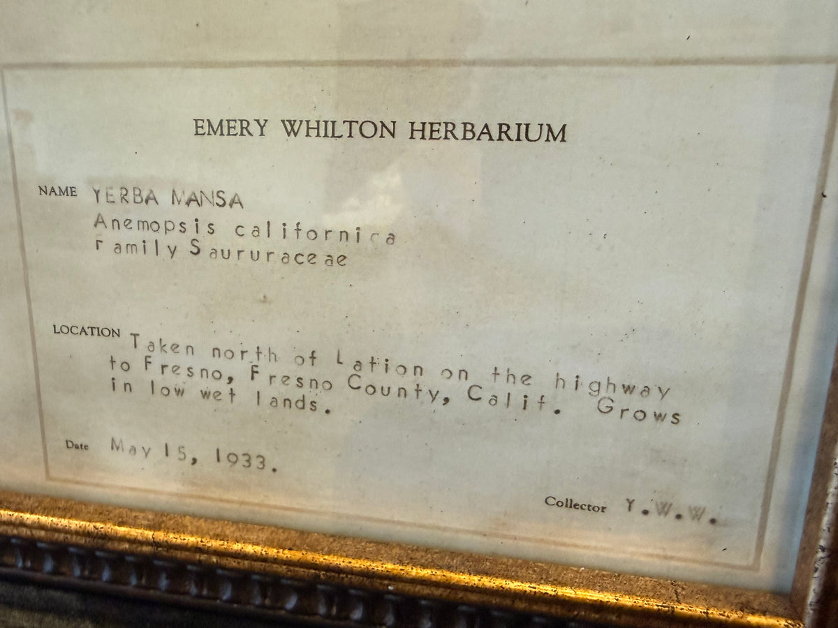 • 1933 Vintage Yerba Mansa Herbarium Framed Print – Emery Whilton Botanical Art (12" x 16.5")