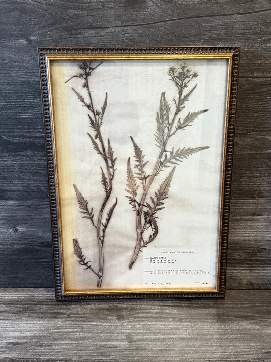 1933 Vintage Thistle Herbarium Framed Print – Emery Whilton Botanical Art (12" x 16.5")