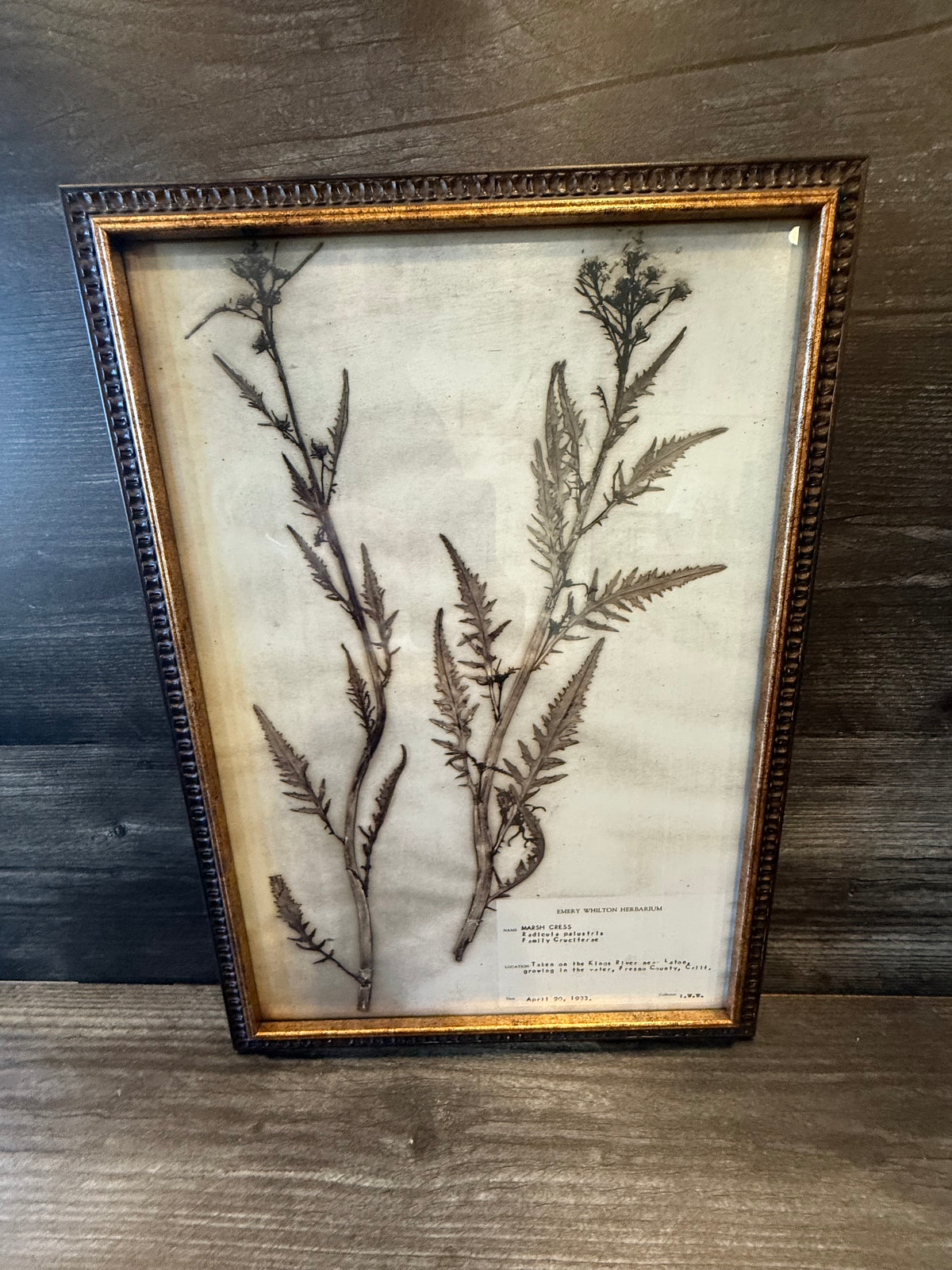 1933 Vintage Thistle Herbarium Framed Print – Emery Whilton Botanical Art (12" x 16.5")