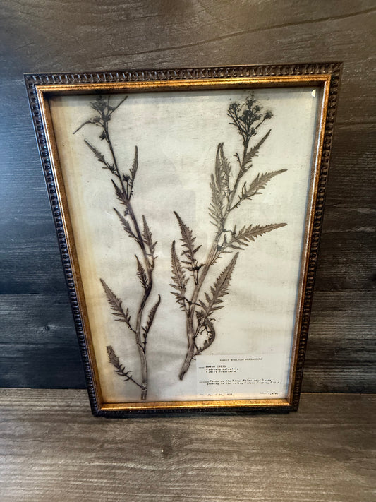 1933 Vintage Thistle Herbarium Framed Print – Emery Whilton Botanical Art (12" x 16.5")