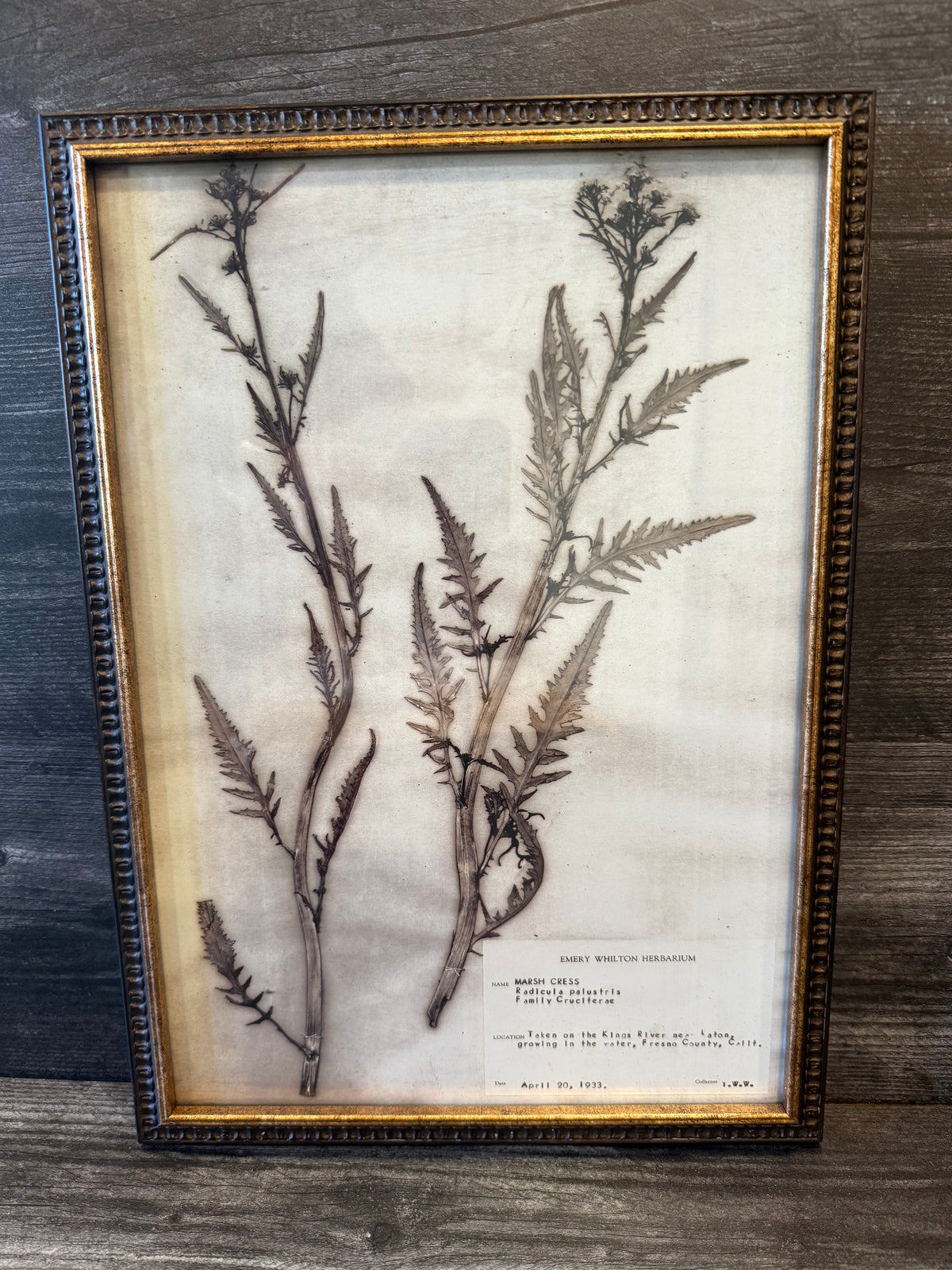 1933 Vintage Thistle Herbarium Framed Print – Emery Whilton Botanical Art (12" x 16.5")