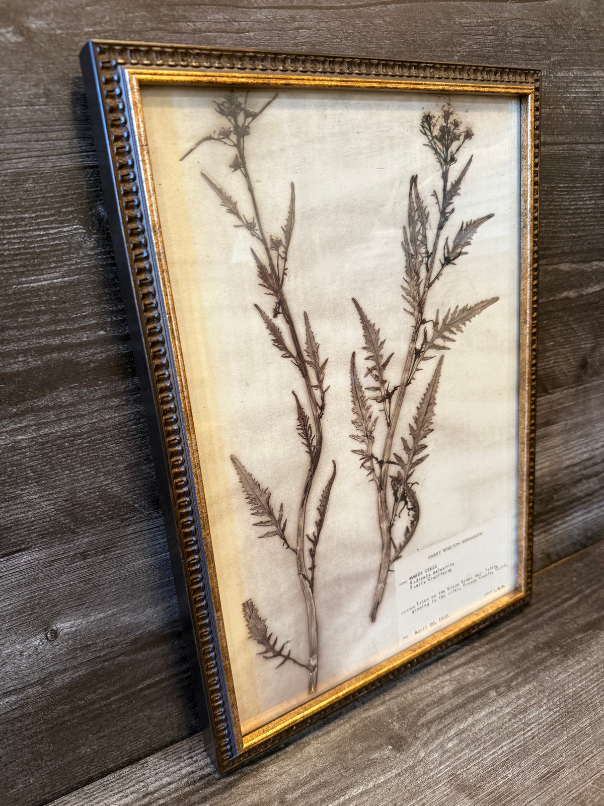1933 Vintage Thistle Herbarium Framed Print – Emery Whilton Botanical Art (12" x 16.5")