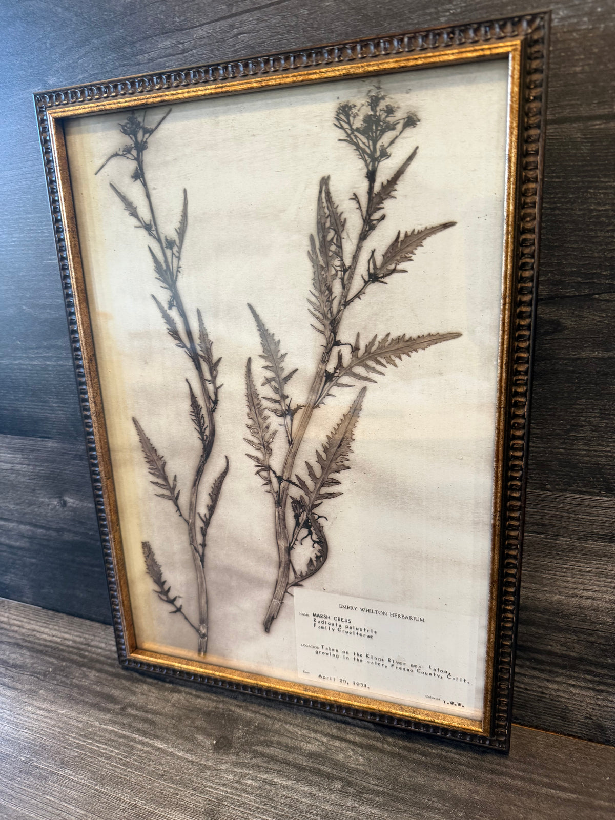 1933 Vintage Thistle Herbarium Framed Print – Emery Whilton Botanical Art (12" x 16.5")