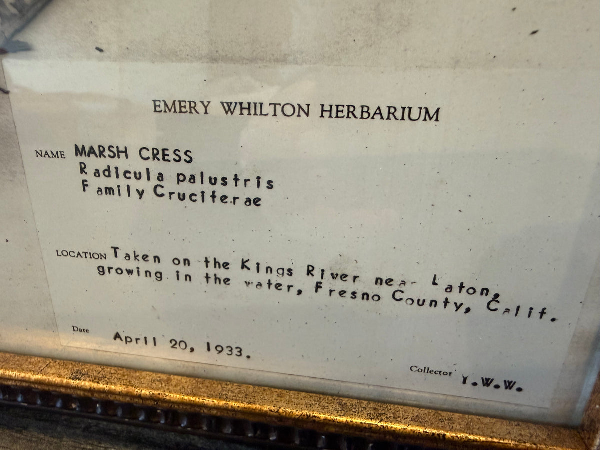 1933 Vintage Thistle Herbarium Framed Print – Emery Whilton Botanical Art (12" x 16.5")