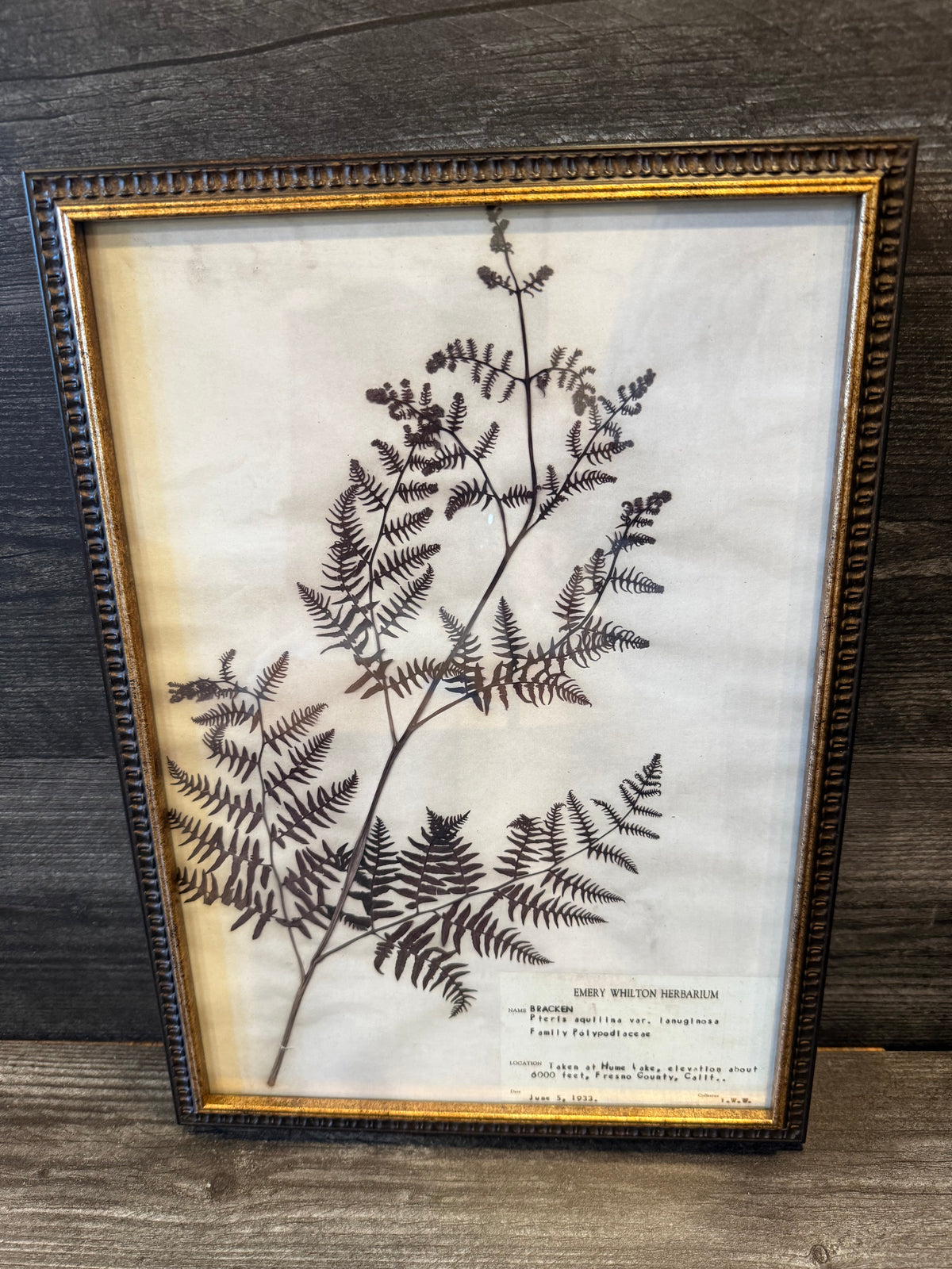 1933 Vintage Bracken Fern Herbarium Framed Print – Emery Whilton Botanical Art (12" x 16.5")