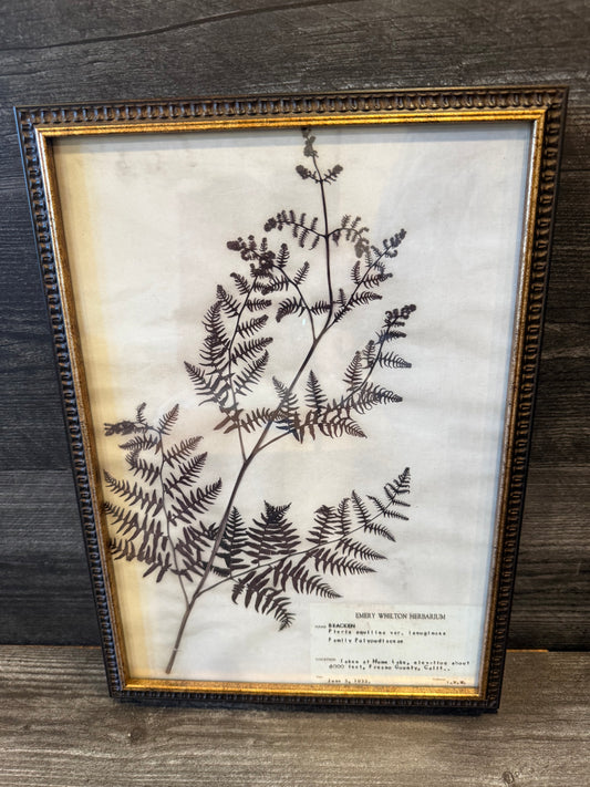 1933 Vintage Bracken Fern Herbarium Framed Print – Emery Whilton Botanical Art (12" x 16.5")
