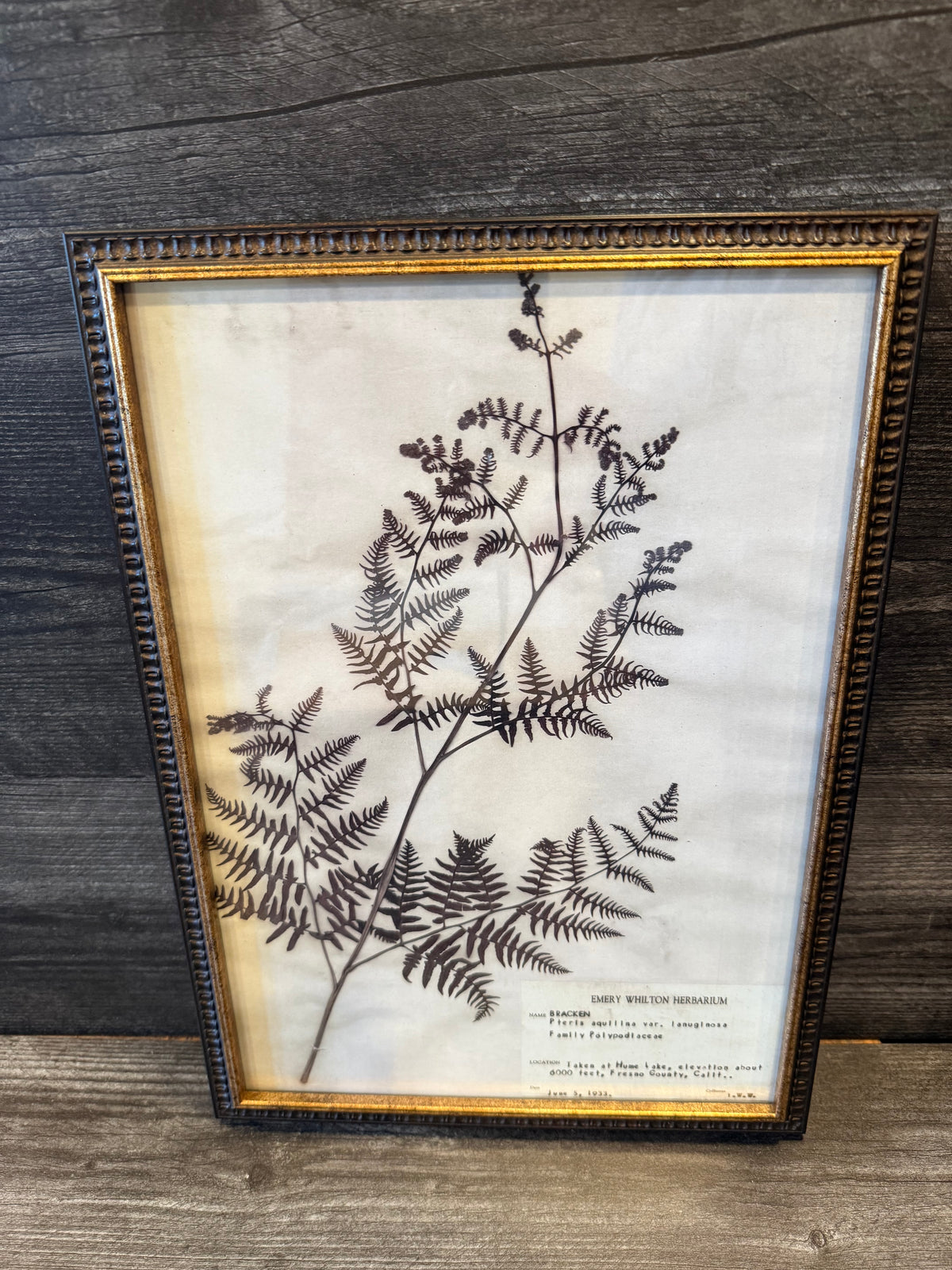 1933 Vintage Bracken Fern Herbarium Framed Print – Emery Whilton Botanical Art (12" x 16.5")