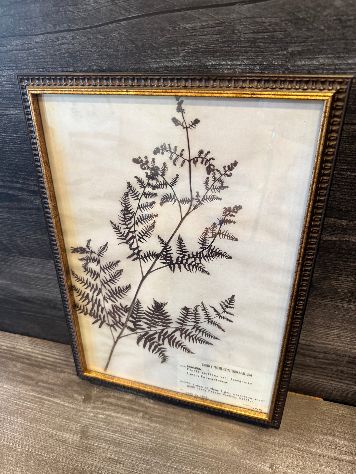 1933 Vintage Bracken Fern Herbarium Framed Print – Emery Whilton Botanical Art (12" x 16.5")