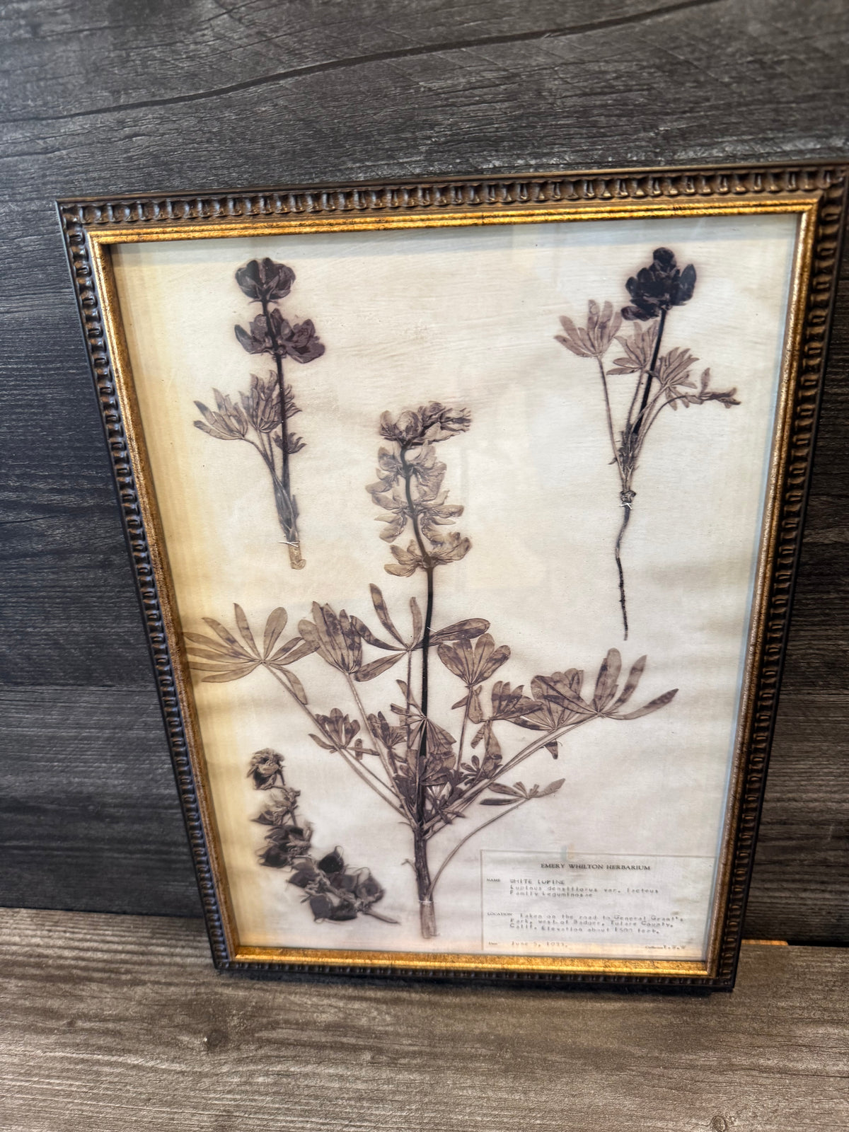 1933 Vintage White Lupine Herbarium Framed Print – Emery Whilton Botanical Art (12" x 16.5")