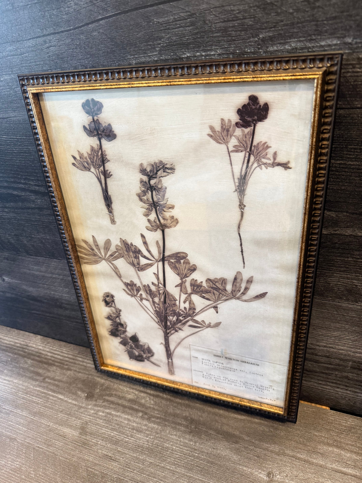1933 Vintage White Lupine Herbarium Framed Print – Emery Whilton Botanical Art (12" x 16.5")