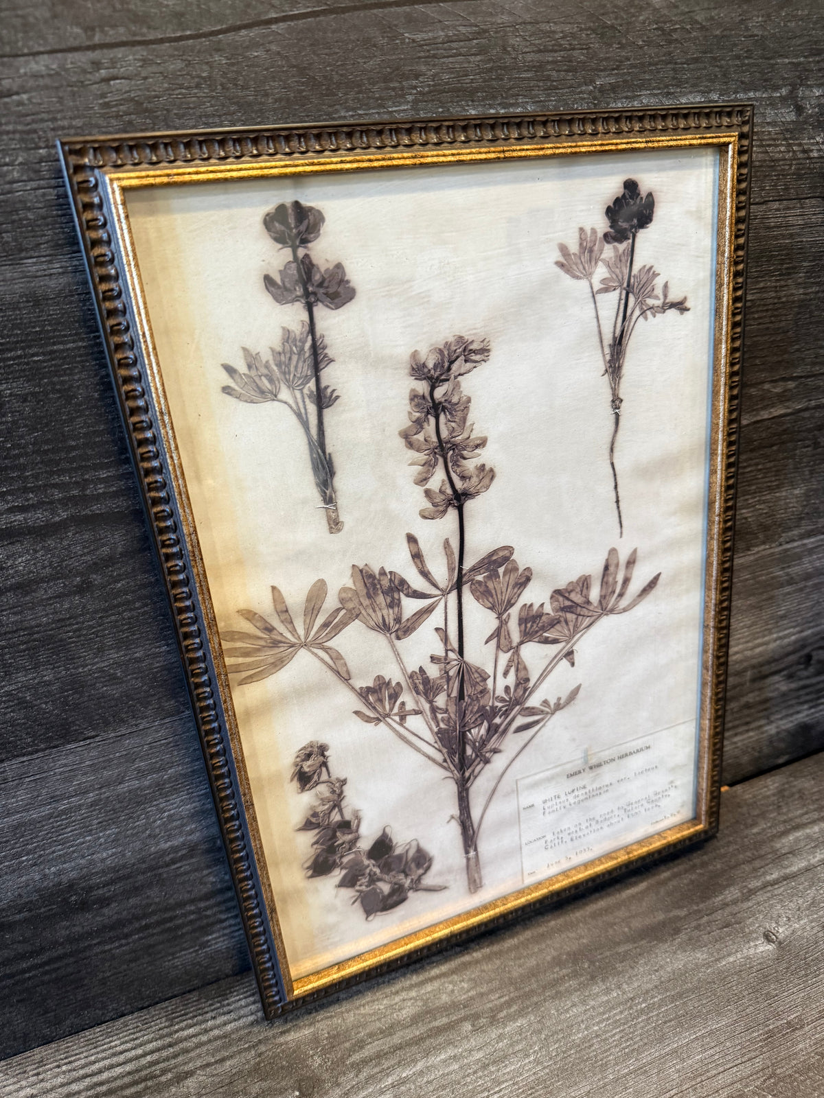 1933 Vintage White Lupine Herbarium Framed Print – Emery Whilton Botanical Art (12" x 16.5")